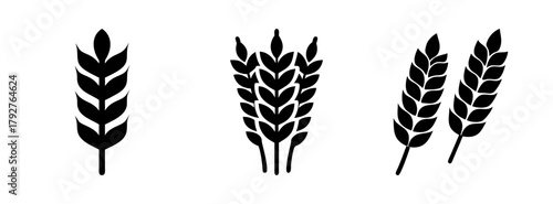 Wheat ears vector illustration set, grain harvest agriculture symbol, organic food and bakery design