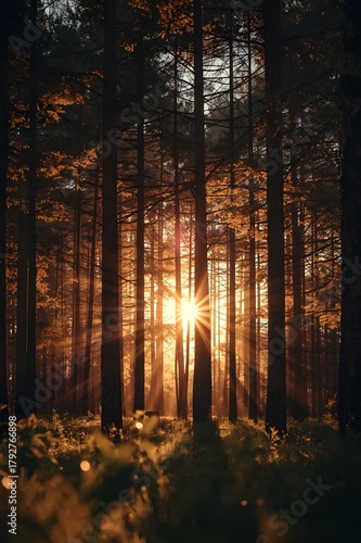 morning in the forest with pine tree