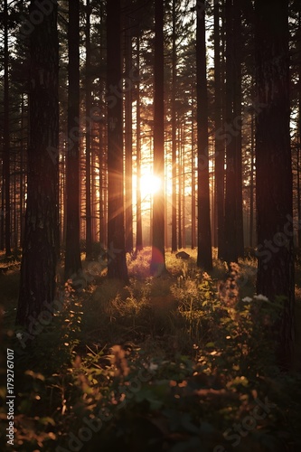 morning in the forest with pine tree