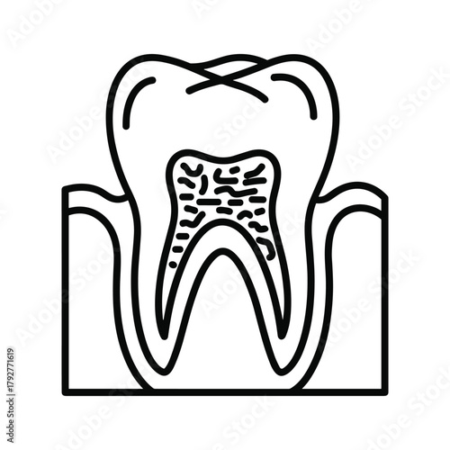 Crosssection of a human tooth showing roots and pulp