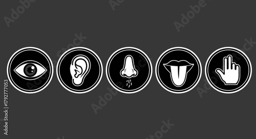 Five Senses See Hear Smell Taste Touch Icons in White Circles Sensory Perception