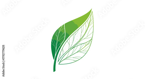 A vibrant illustration of a green leaf with detailed veins, showcasing nature's intricate design and beauty.