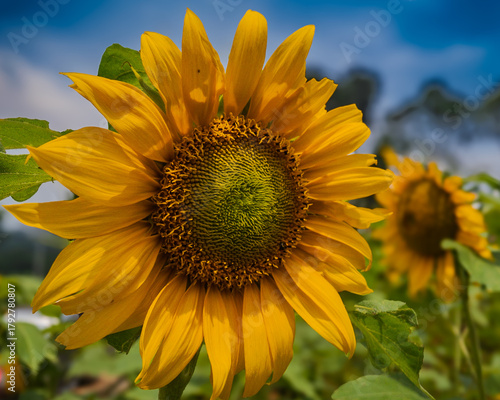 A close-up shot of a bright yellow sunflower under a clear blue sky