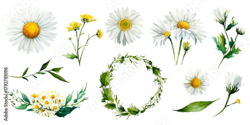 Hand painted watercolor daisy flower and green leaf collection for design.