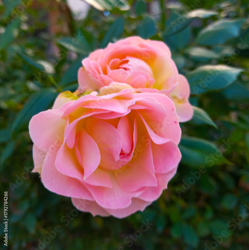 pink rose in garden,  autumn flowers beautiful 