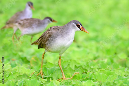 beautiful birds with white belly to grey head  walking on floating plants, White-browed Crake; Poliolimnas cinereus