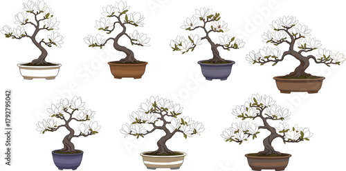 Beautiful greenish-gray bonsai trees in pots, isolated nature art on gray background