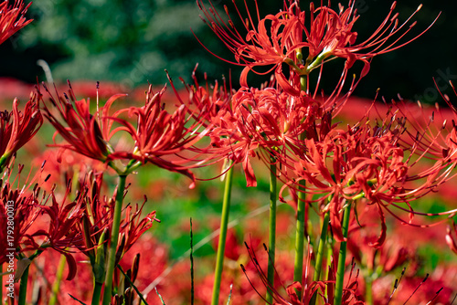 燃えるような赤