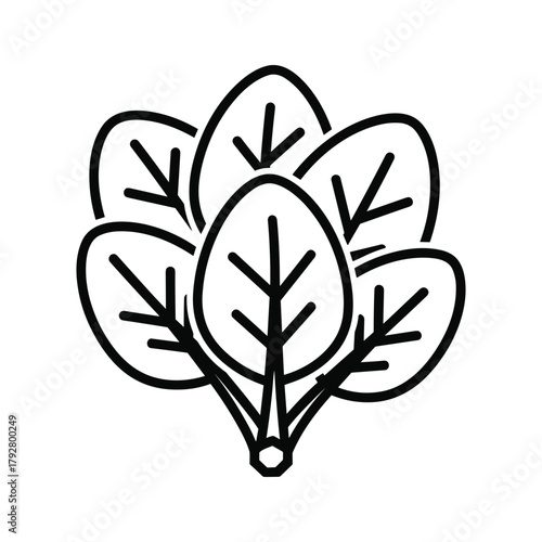 Bunch of spinach fresh green leafy vegetable