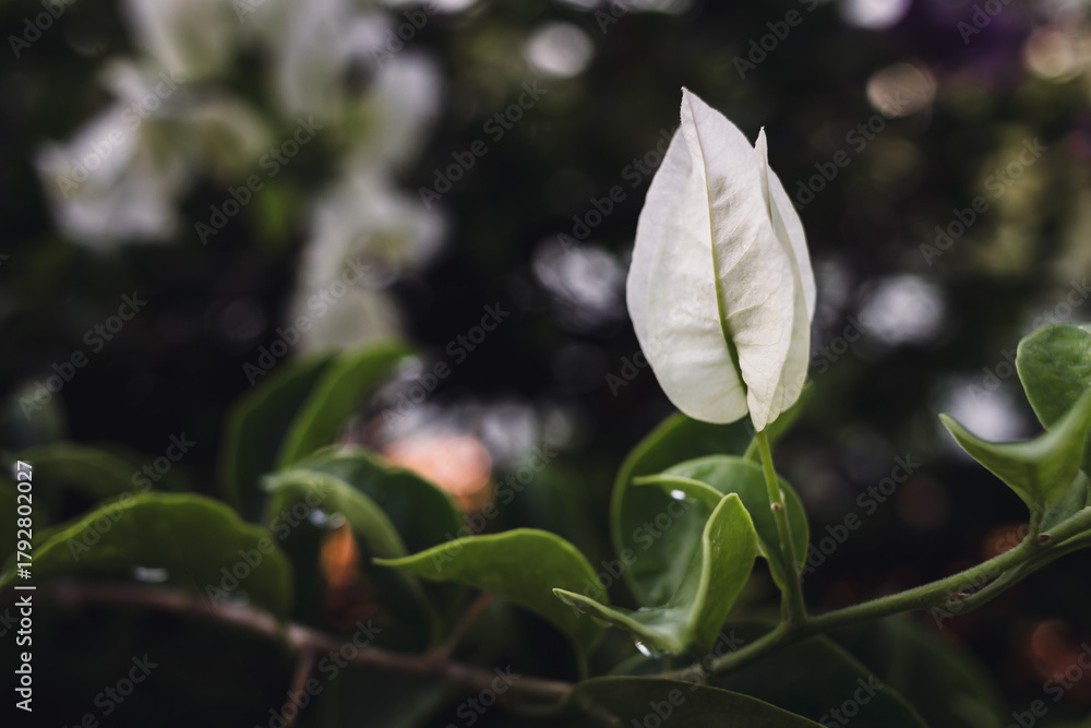Obraz premium White paper flower between green leaves background. Bougainvillea flower