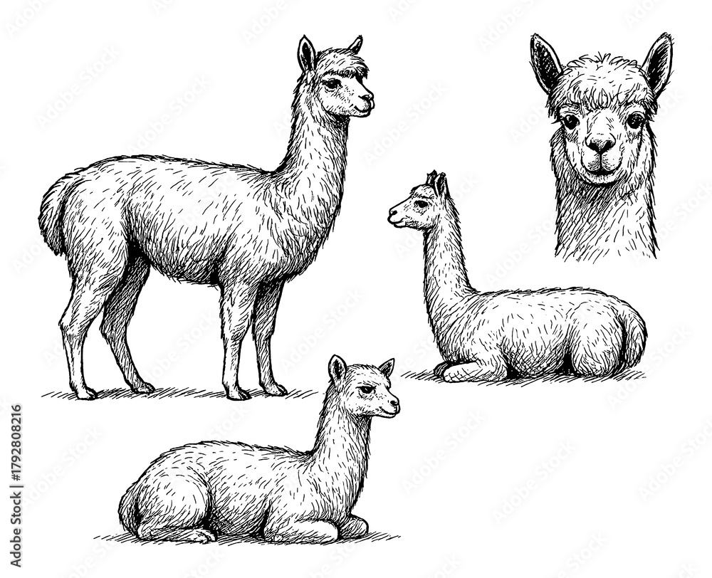 Fototapeta premium Alpaca sketches in realistic vintage engraving style with standing and sitting poses, Transparent Background