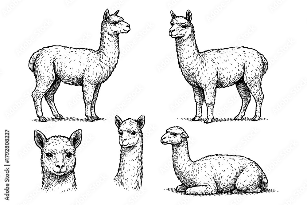 Fototapeta premium Alpaca sketches in realistic vintage engraving style with standing and sitting poses, Transparent Background