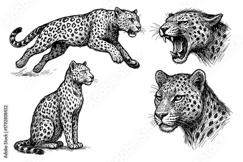 Fototapeta Naklejka Na Ścianę i Meble -  Leopard sketches in realistic vintage engraving style with dynamic and resting poses, Transparent Background