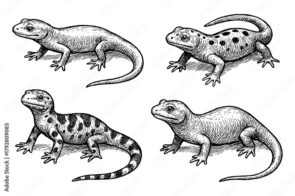 Fototapeta premium Salamander poses in detailed pen sketch style, Transparent Background