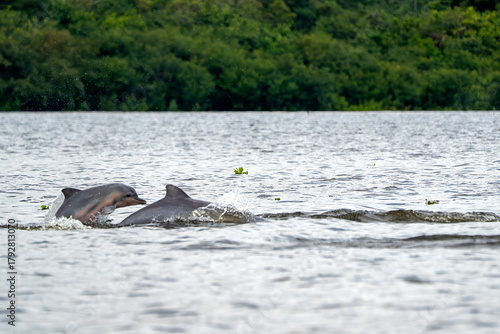 Grey Dolphin Sotalia fluviatilis Tucuxi freshwaters in Amazon River