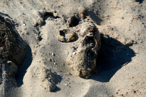 Cuadro en lienzo A baby dead seal in skagen in northern sea beach
