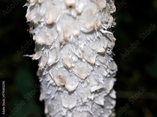 Coprinus comatus fungi close up