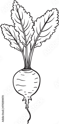 Radish or Beetroot Vegetable, Hand-drawn Sketch Drawing Vector Illustration, Line Linear Symbol Engraving Coloring Book, Black and White Isolated