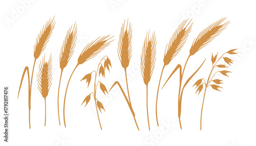 A bunch of wheat ears and dried stalks, watercolor art on a white background. Hand-drawn spikelet of rye and oat. Perfect design element for ads, beer festivals, packaging, labels, and bakeries.

