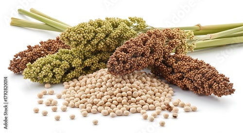 Fresh sorghum stalks and grains on white background