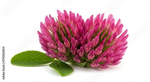 Vibrant pink red clover flower with green leaves
