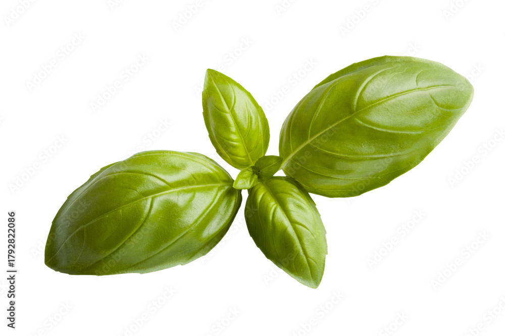 Fototapeta premium basil leaves showing details . Isolated on transparent background, png