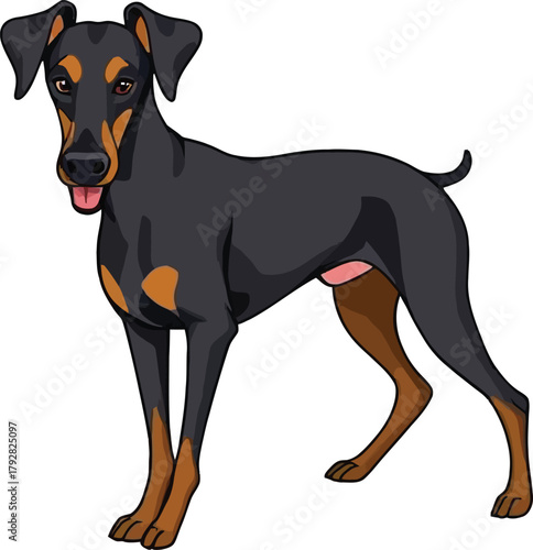 Cute cartoon a illustrator vector Doberman pinscher