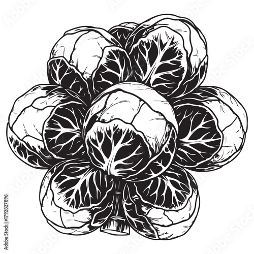 Black and White Illustration of Brussels Sprouts Cluster