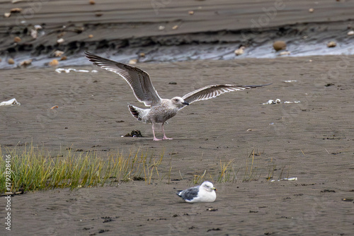 seagulls in flight