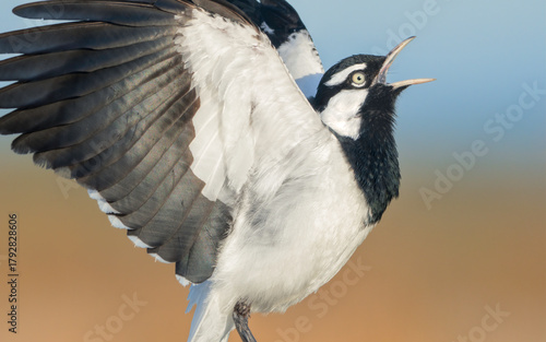 Close-up side view of a wild male magpie-lark (Grallina cyanoleuca) in full song and display with wings outstretched and mouth agape, Australia