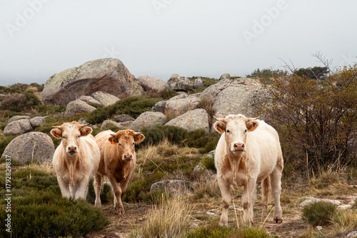 Fotografia Three cows grazing freely in the fields of Castile and Leon