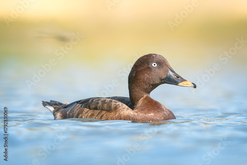 Close-up side view of a wild male hardhead duck (Aythya australis) swimming in a wetland with the blurred outline of a dragonfly, Australia