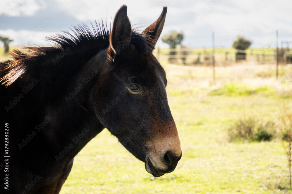 Fototapeta premium Mule posing in profile in freedom in the field. Copy Space.