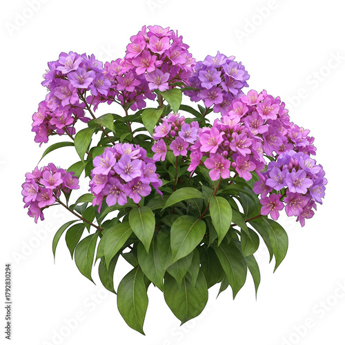 A Bush with Abundant Clusters of Pink and Purple Flowers and Green Leaves on a Transparent Background