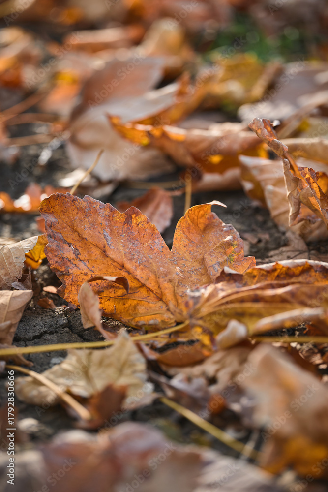 Fototapeta premium Autumn leaves cover the ground in a serene setting