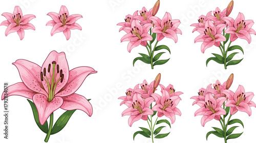 Realistic Vector Set of Pink Lilies: Detailed Botanical Illustrations of Single Lily Blooms and Large Flower Bouquets, Ideal for Floral, Spring, and Easter Designs.