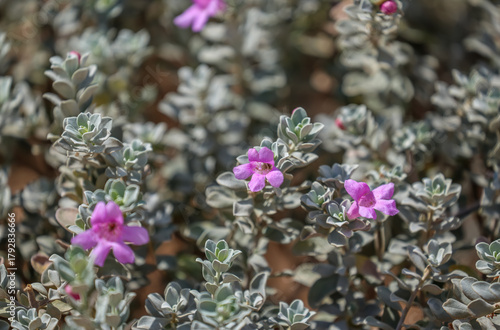 Leucophyllum frutescens is an evergreen shrub in the figwort family, Scrophulariaceae, commonly known as Texas sage. 