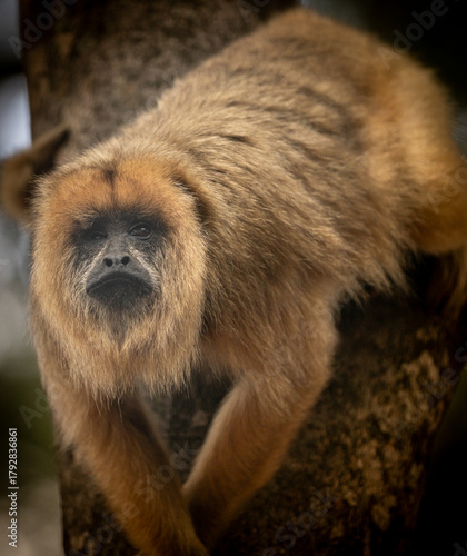 Brown howler monkey (Mono Carayá) alert on a tree trunk