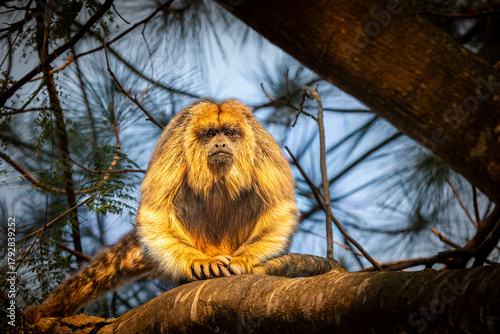 Brown howler monkey (Mono Carayá) illuminated by sunset light on a tree branch