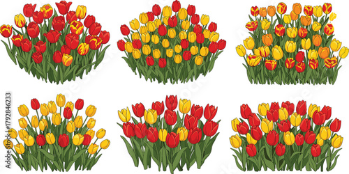 Colorful red, yellow, and orange tulip flower clusters blooming in garden beds