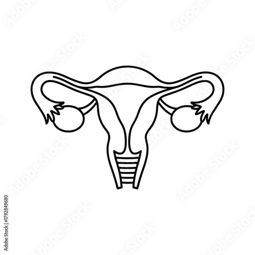 Line art illustration of the female reproductive system