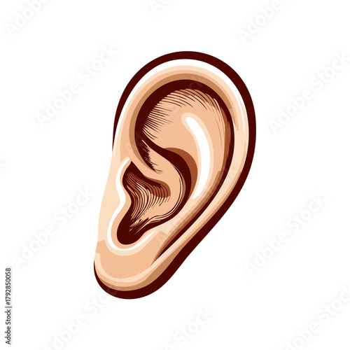 Detailed Illustration of a Human Ear Showing Intricate Anatomy and Shading
