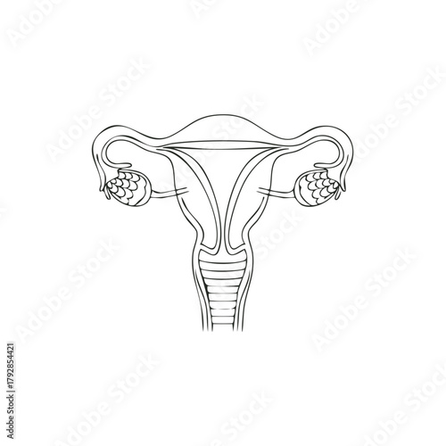 Simplified line art illustration of the female reproductive system including uterus ovaries and fallopian tubes