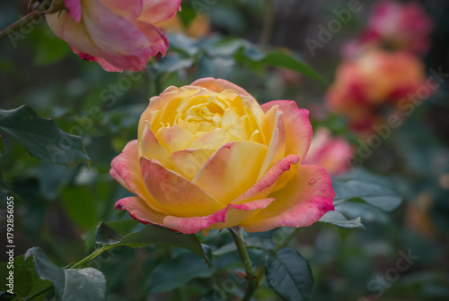 A close-up of a flower called Tropical Sherbet in the garden. 