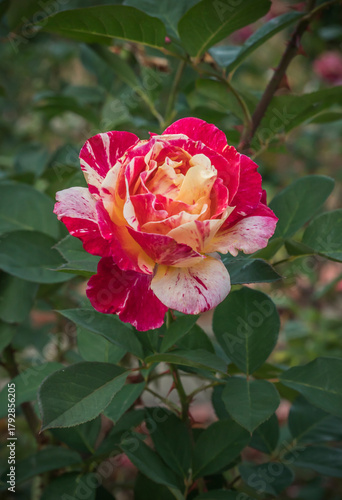 A flower called utrillo rose in the garden in close up