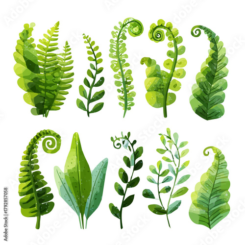 An EPS format illustration, vector, simple flat 2D icon, minimalist design, icon set, A Simple 2D Vibrant edible Fern Collection illustration isolated on a white background
