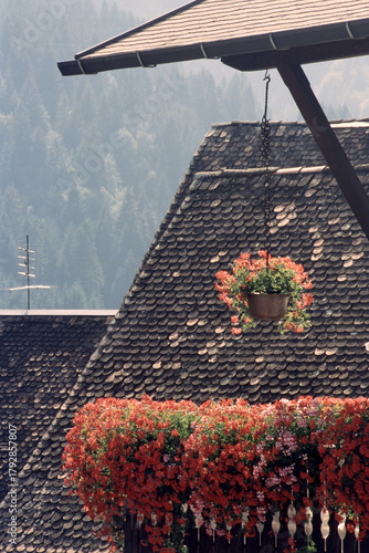 Old house with red flowers in Val Pesarina, Italy