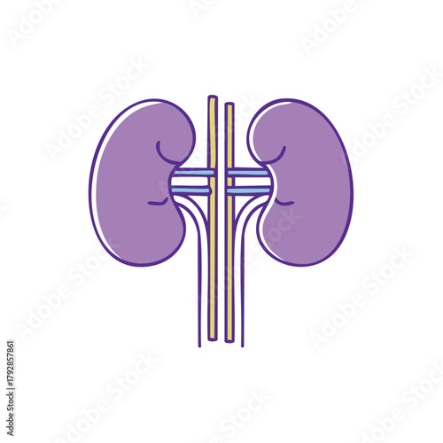 Human Kidneys Anatomy Illustration Urological System Medical Science Healthcare Diagram