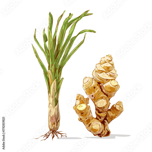 An EPS format illustration, vector, simple flat 2D icon, minimalist design, icon set, A Simple 2D Vibrant galangal root and stalk Collection illustration isolated on a white background