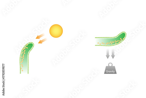Growth in a Plant Shoot Science Design. Vector Illustration.